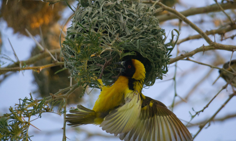 Bird-watching in Queen Elizabeth National Park, Uganda