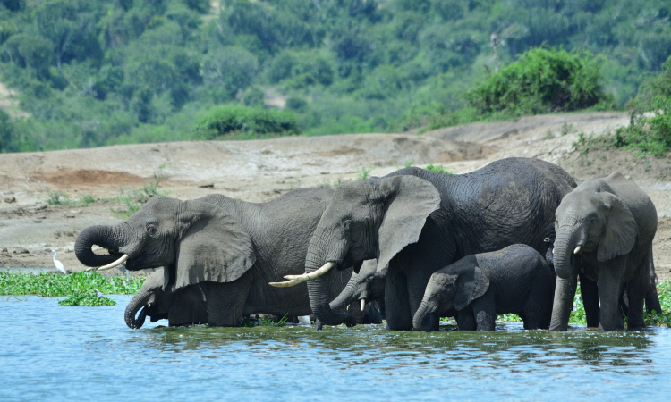 Budget Safaris to Queen Elizabeth National Park, Uganda