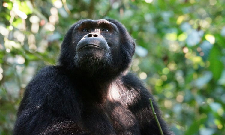 Chimpanzee Trekking in Kalinzu Forest - Travel Guide