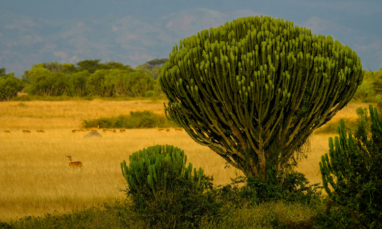 Geography & Climate of Queen Elizabeth National Park, Uganda