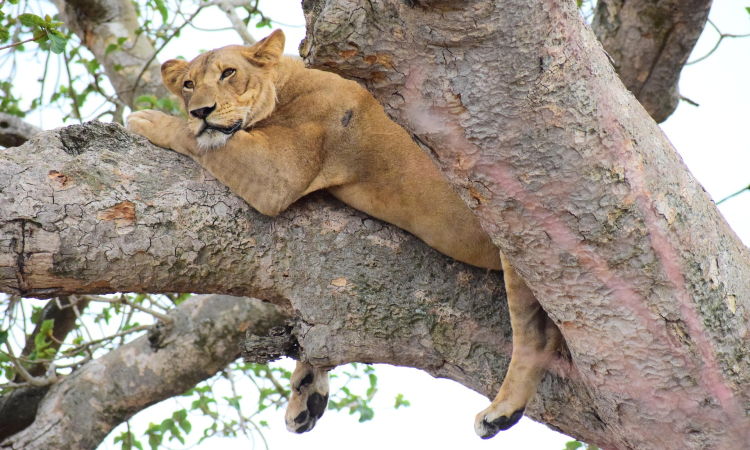 Ishasha Sector in Queen Elizabeth National Park