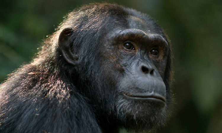 Kalinzu Forest in Uganda - Chimp Trekking & Nature Walks