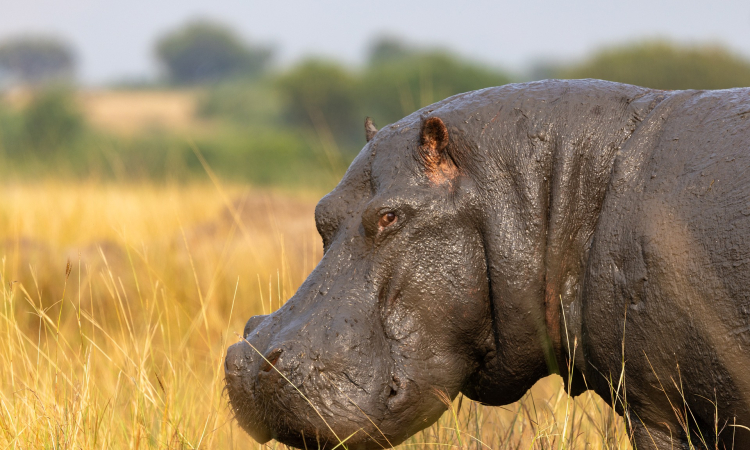 Kasenyi Plains Track in Queen Elizabeth National Park