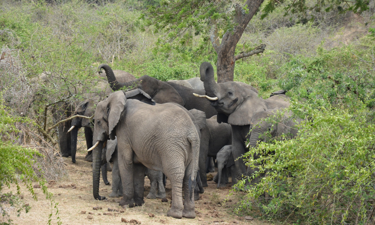 Kasenyi Plains in Queen Elizabeth National Park, Uganda