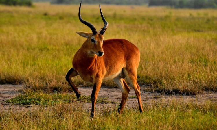 Kyambura Game Reserve in Queen Elizabeth National Park
