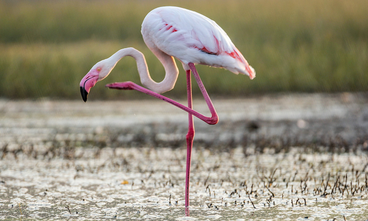 Lake Kikorongo in Queen Elizabeth National Park, Uganda