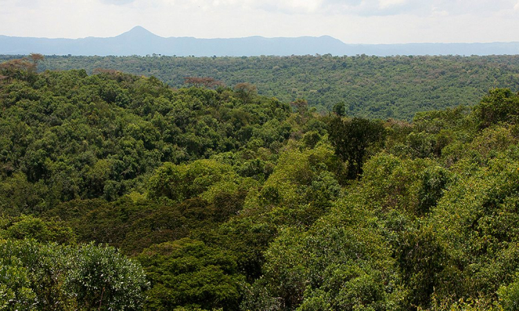 Maramagambo Forest near Queen Elizabeth National Park, Uganda