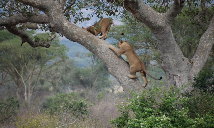 Tree Climbing Lions in Queen Elizabeth National Park