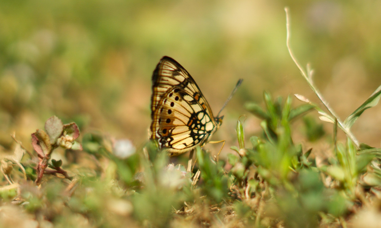 Butterflies in Queen Elizabeth National Park – A Beautiful Attraction