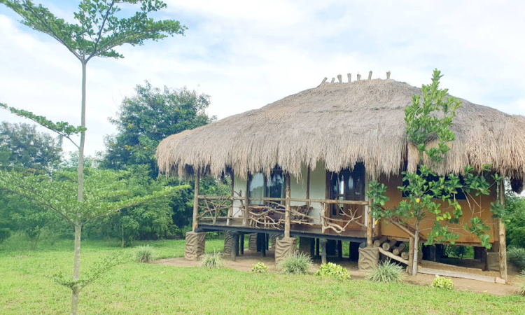 Topi Lodge – Stay Near Tree-Climbing Lions in Queen Elizabeth Park